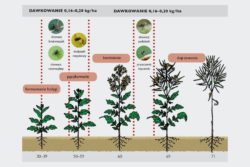 inazuma schemat stosowania