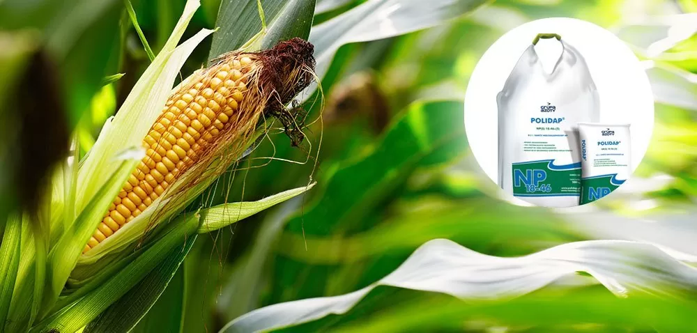 POLIDAP® niezastąpiony w nawożeniu kukurydzy