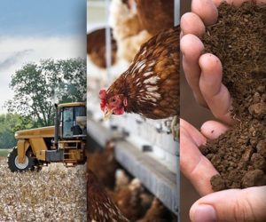 Ciekawostki rolnicze w&nbsp;100 sekund. Największa farma miejska