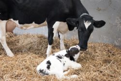 colostrum