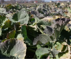 Saletrosan® 26 – bez azotu i&nbsp;siarki ani rusz!