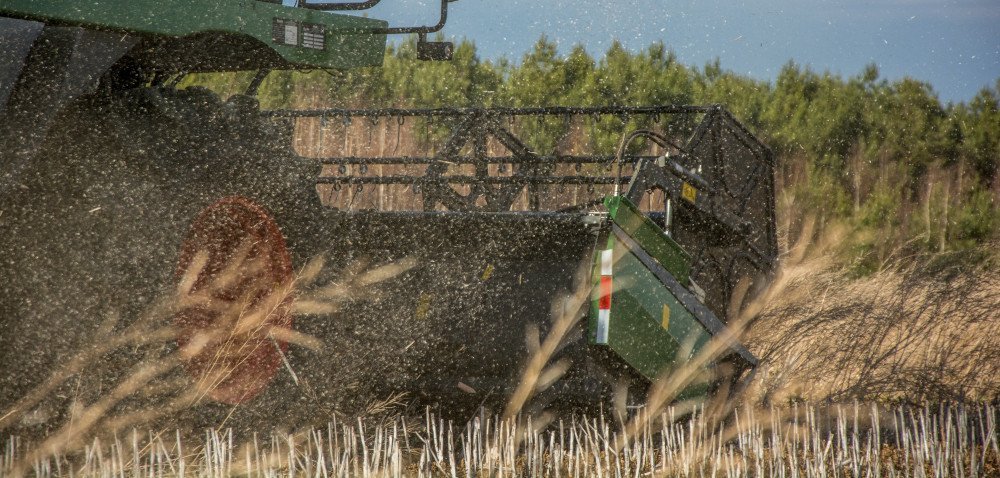 Żniwa gorczycy w&nbsp;marcu? Niecodzienny widok