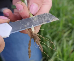 Regulacja wzrostu zbóż – obniż koszt zabiegu!