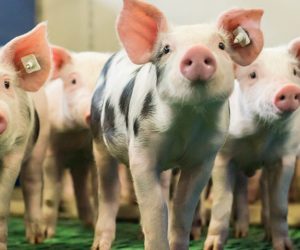 Choroby wirusowe świń, które wpływają na opłacalność produkcji