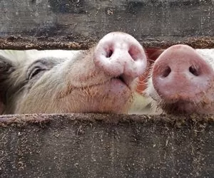 Światowa produkcja wieprzowiny spada