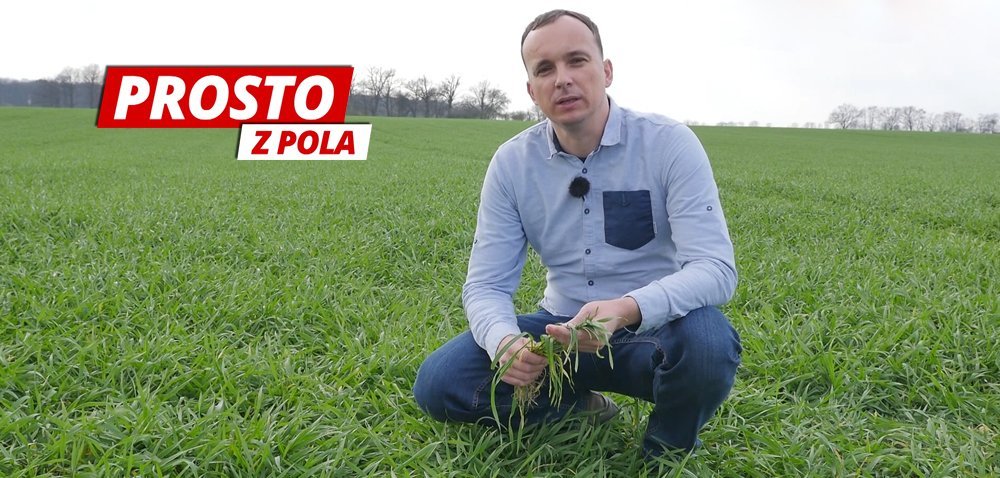 Jak zwalczać mączniaka prawdziwego? Dowiedz się „Prosto z pola”! [WIDEO]