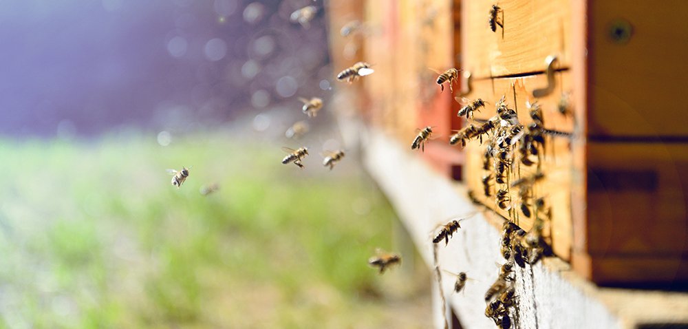 Chroniąc rośliny, pamiętajmy o&nbsp;pszczołach! [AKTUALNOŚCI]