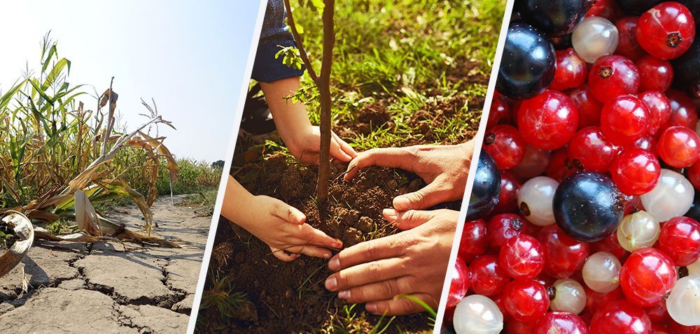 Lasy Państwowe rozdają dziś sadzonki drzew [AKTUALNOŚCI]