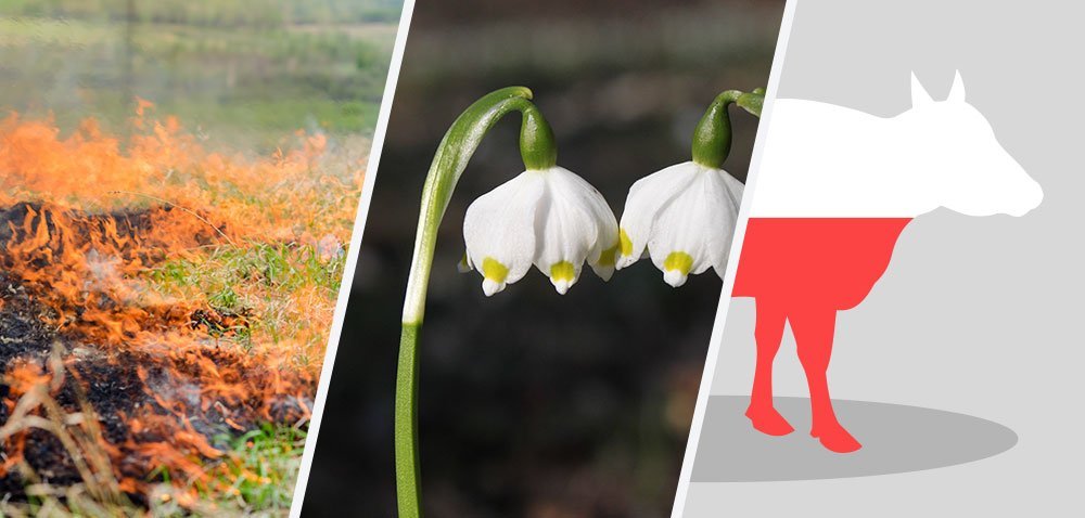 Świąteczne wypalanie traw – tysiące interwencji [Aktualności]