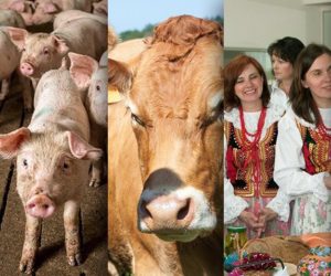 Ciekawostki rolnicze w&nbsp;100 sekund. Koła gospodyń w&nbsp;miastach?