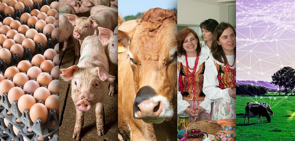 Ciekawostki rolnicze w 100 sekund. Koła gospodyń w miastach?