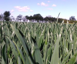 Nawożenie pogłówne pszenicy – postaw na dobrą formę azotu!