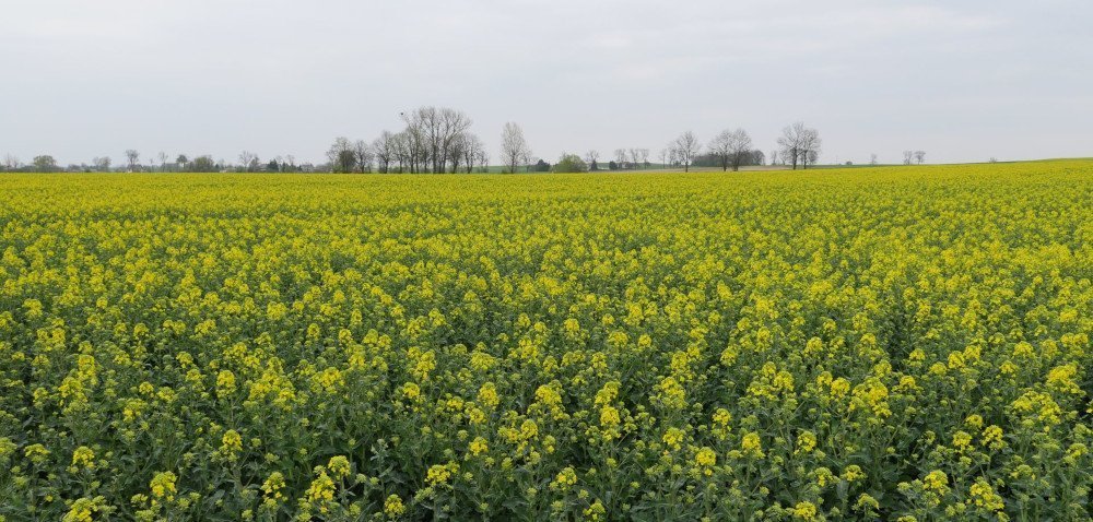 Lustracja pól przed majówką i sytuacja na polach