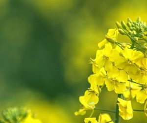 NUFARM-042019-CARNADINE-HERO-BANNER-2880X900-1
