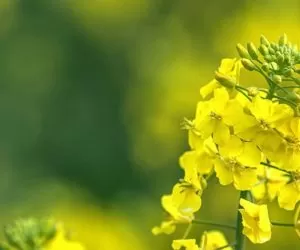 NUFARM-042019-CARNADINE-HERO-BANNER-2880X900-1