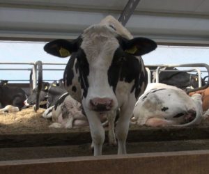 Oni inwestują w&nbsp;mleko