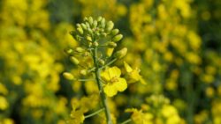 zbiory rzepaku w Polsce