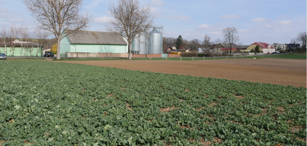 Odmiany półkarłowe rzepaku – sprawdź ich zalety [WIDEO]