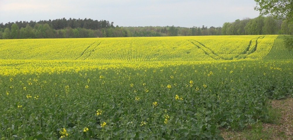 Struktura uprawy rzepaku w Polsce