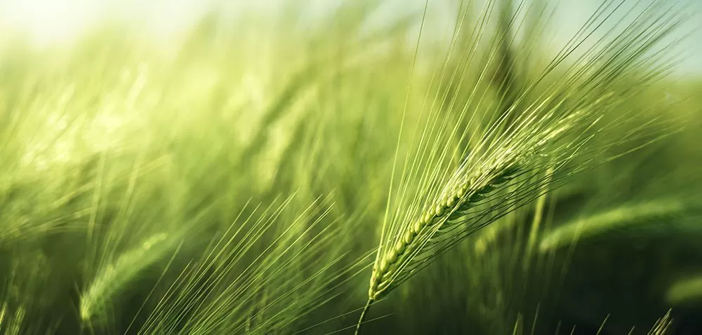zielone agro show aktualności rolnicze