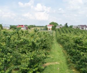 Cena czereśni może być w&nbsp;tym roku wysoka