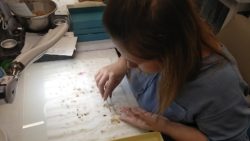 szkolenie analityków nasiennych PIN