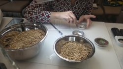 szkolenie analityków nasiennych PIN