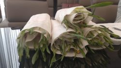 szkolenie analityków nasiennych