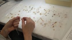 szkolenie analityków nasiennych