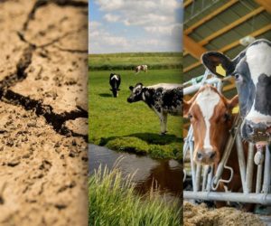 Ciekawostki rolnicze w&nbsp;100 sekund. Skład mleka skrywa tajemnice?