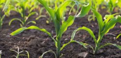 biostymulatory w kukurydzy na 6 liść właściwy