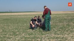 lustrowanie pola zboża wiosną