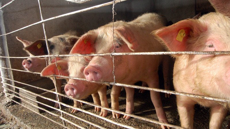 Przemieszczanie świń ze stref ASF – jak będzie wyglądać po 30 listopada?