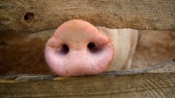 Wirus ASF jest obecny we wszystkich płynach ustrojowych