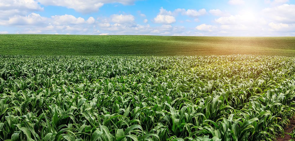 Biostymulatory w&nbsp;kukurydzy ratunkiem na stres!