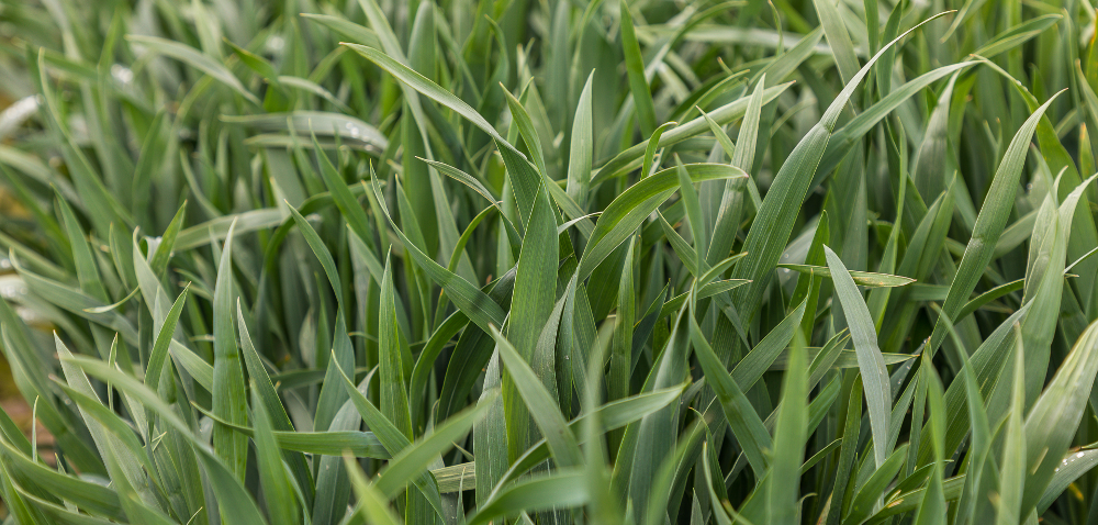 Mączniak w&nbsp;zbożach już jest! Zwalcz go zawczasu!