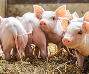 wsparcie z PROW obcinanie ogonów u świń