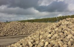 Buraki cukrowe plony