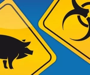 Strefy niebieskie ASF a&nbsp;koronawirus