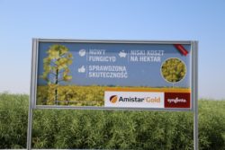 Amistr Gold - Dni Pola Syngenta Rogóźno Zamek