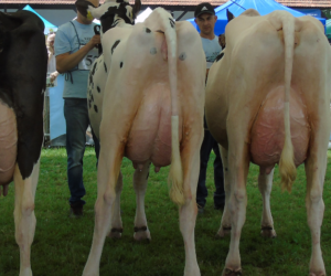Ślicznotki z&nbsp;Książa – bydło mleczne na wystawie