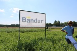 Bandur do roślin strączkowych 