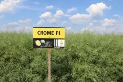 Rzepak kiłoodporny Crome F1