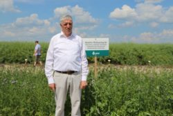 nowe odmiany zbóż, nowe odmiany rzepaku