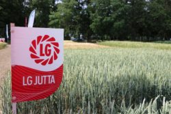 LG Jutta - dni pola Limagrain