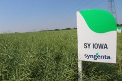 SY Iowa