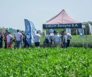 CIECH Sarzyna zaprezentowała m.in. działanie herbicydu CHWASTOX na Dniach Pola 2019