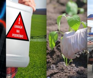 Ciekawostki rolnicze w&nbsp;100 sekund. Uprawa za kratkami