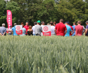 Dni Pola Limagrain – TuYV to realne zagrożenie!