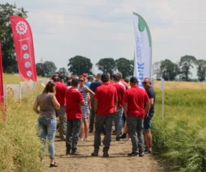 Dni Pola to świetna okazja na wybór odmiany rzepaku ozimego!